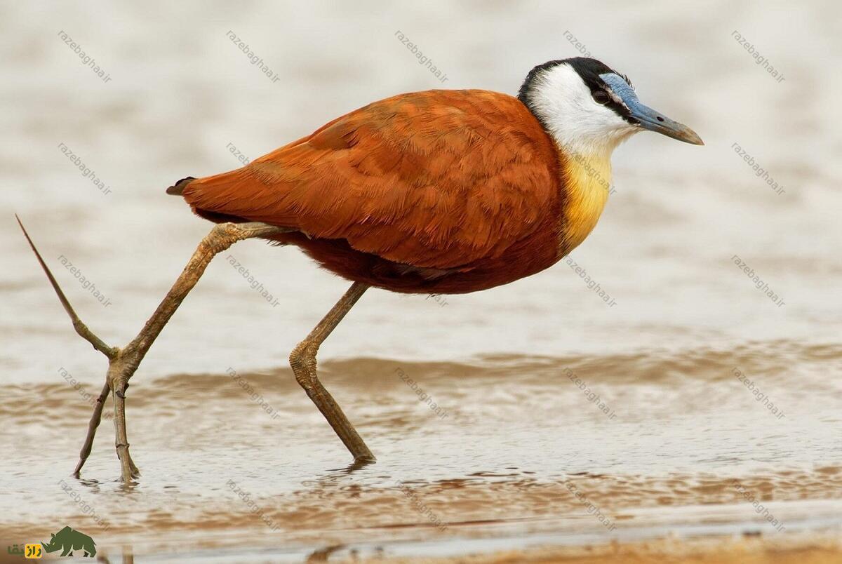 برکهنورد آفریقایی؛ پرنده معروف به «پرنده عیسی» که روی آب راه میرود و بلندترین انگشتان دنیا را دارد برکهنورد آفریقایی؛ پرنده معروف به «پرنده عیسی» که روی آب راه میرود و بلندترین انگشتان دنیا را دارد