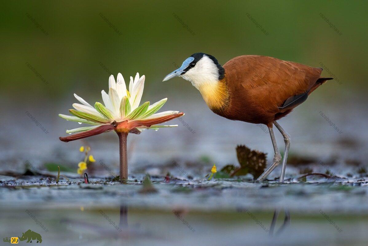 برکهنورد آفریقایی؛ پرنده معروف به «پرنده عیسی» که روی آب راه میرود و بلندترین انگشتان دنیا را دارد برکهنورد آفریقایی در کنار یک گل سفید برکه