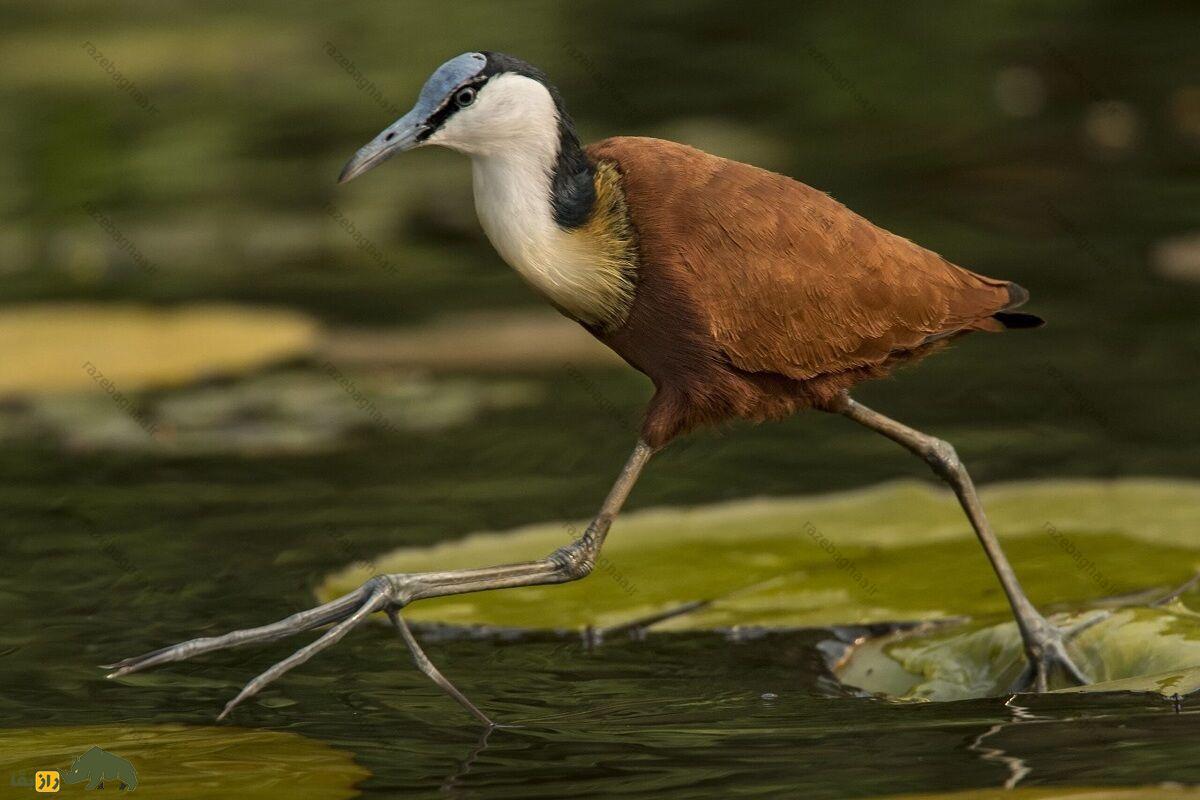 برکهنورد آفریقایی؛ پرنده معروف به «پرنده عیسی» که روی آب راه میرود و بلندترین انگشتان دنیا را دارد برکهنورد آفریقایی در حال دویدن روی آب