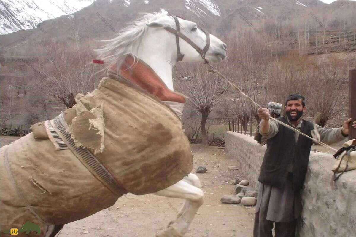 اسب قطغنی یا کابُلی؛ اسب افغانستانی که هیچگاه بیمار نمیشود و در جنگ با طالبان از آن استفاده شد مردی که افسار یک اسب سفید را میکشد