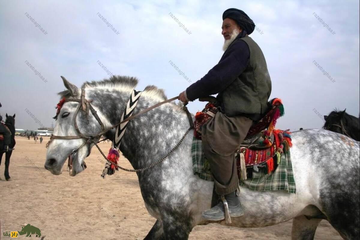 اسب قطغنی یا کابُلی؛ اسب افغانستانی که هیچگاه بیمار نمیشود و در جنگ با طالبان از آن استفاده شد مرد افغانستانی نشسته روی یک اسب سفید با خال های سیاه