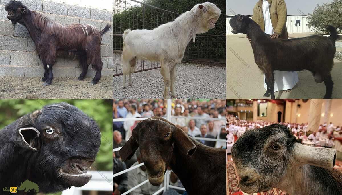 بز دمشقی؛ بز سوری با کلهای شبیه نهنگ که بلندترین مژههای دنیا را دارد بز دمشقی؛ بز سوری با کلهای شبیه نهنگ که بلندترین مژههای دنیا را دارد