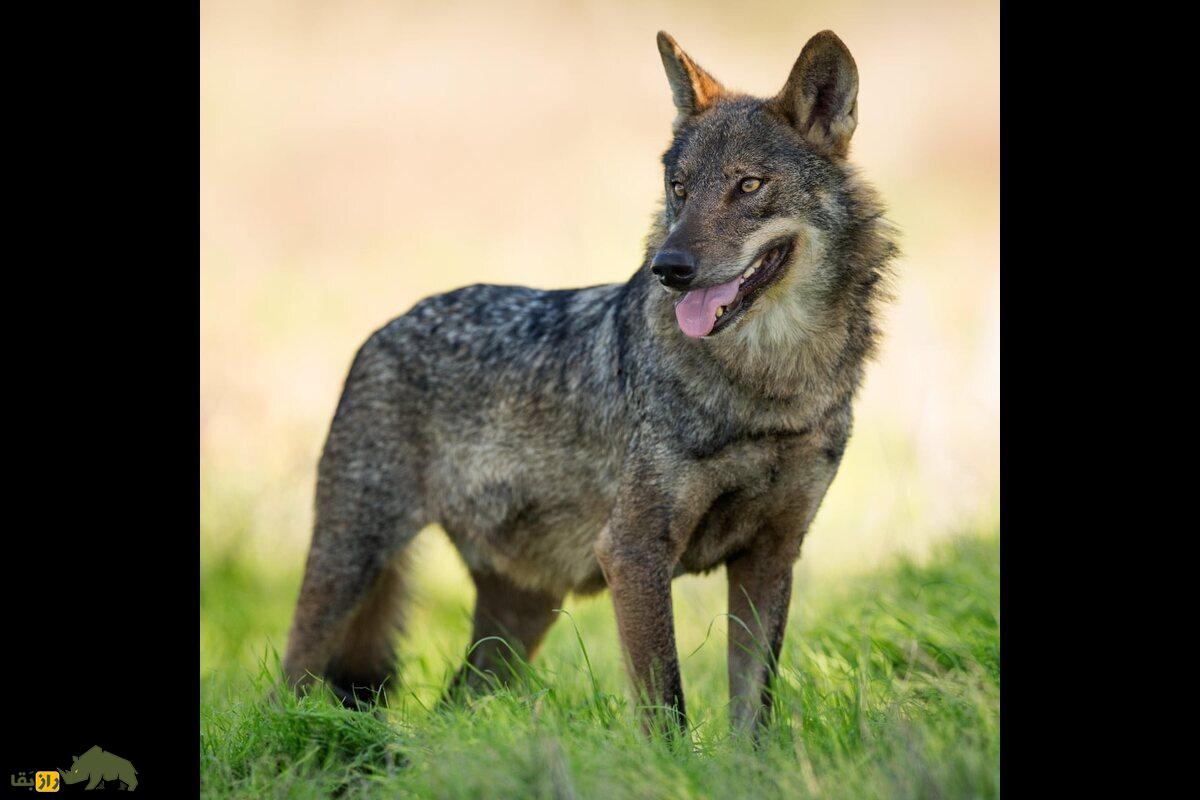 گرگ سوریه‌ای؛ باهوش‌ترین گونه گرگ که آب نمی‌خورد