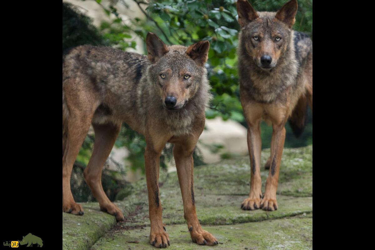 گرگ سوریه‌ای؛ باهوش‌ترین گونه گرگ که آب نمی‌خورد