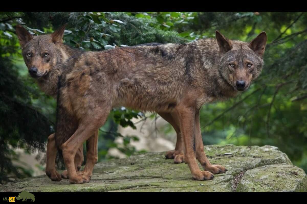 گرگ سوریه‌ای؛ باهوش‌ترین گونه گرگ که آب نمی‌خورد