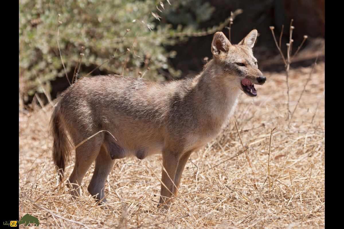 گرگ سوریه‌ای؛ باهوش‌ترین گونه گرگ که آب نمی‌خورد
