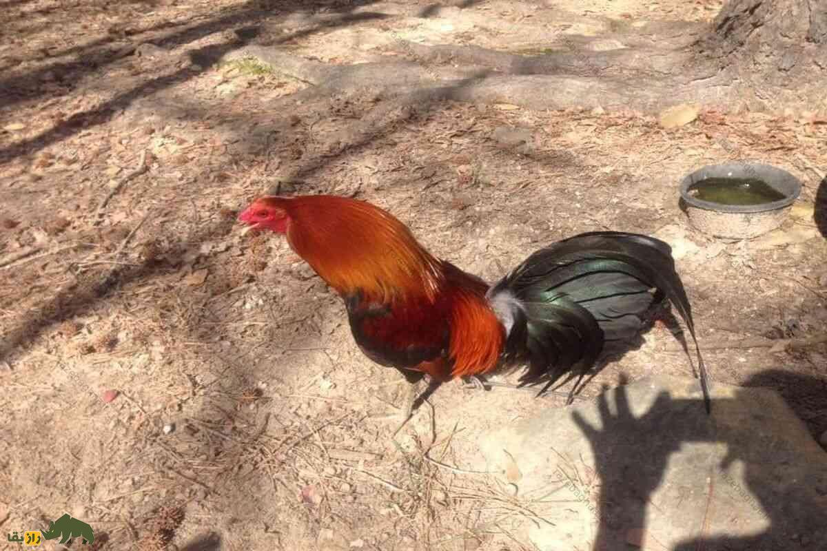 خروس جنگی آمریکایی؛ چابک‌ترین و قدرتمند‌ترین خروس دنیا که زیبا‌ترین دُم را درمیان خروس‌ها دارد