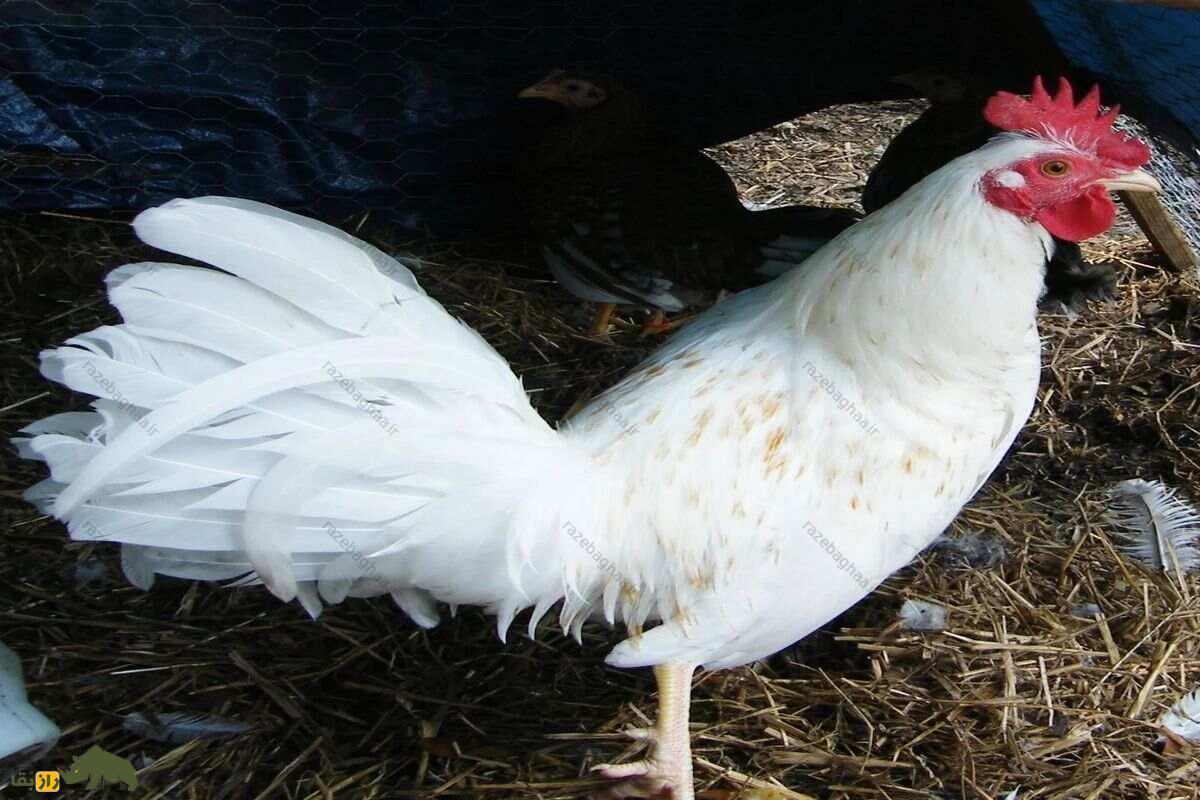 خروس جنگی آمریکایی؛ چابک‌ترین و قدرتمند‌ترین خروس دنیا که زیبا‌ترین دُم را درمیان خروس‌ها دارد