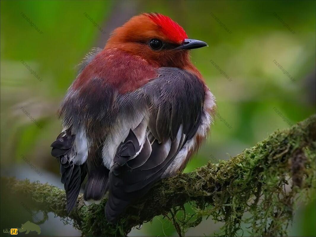 رنگینک بال چماقی؛ پرنده‌ای که بال‌هایش شبیه چماق است و با آن‌ها ویولن می‌نوازد