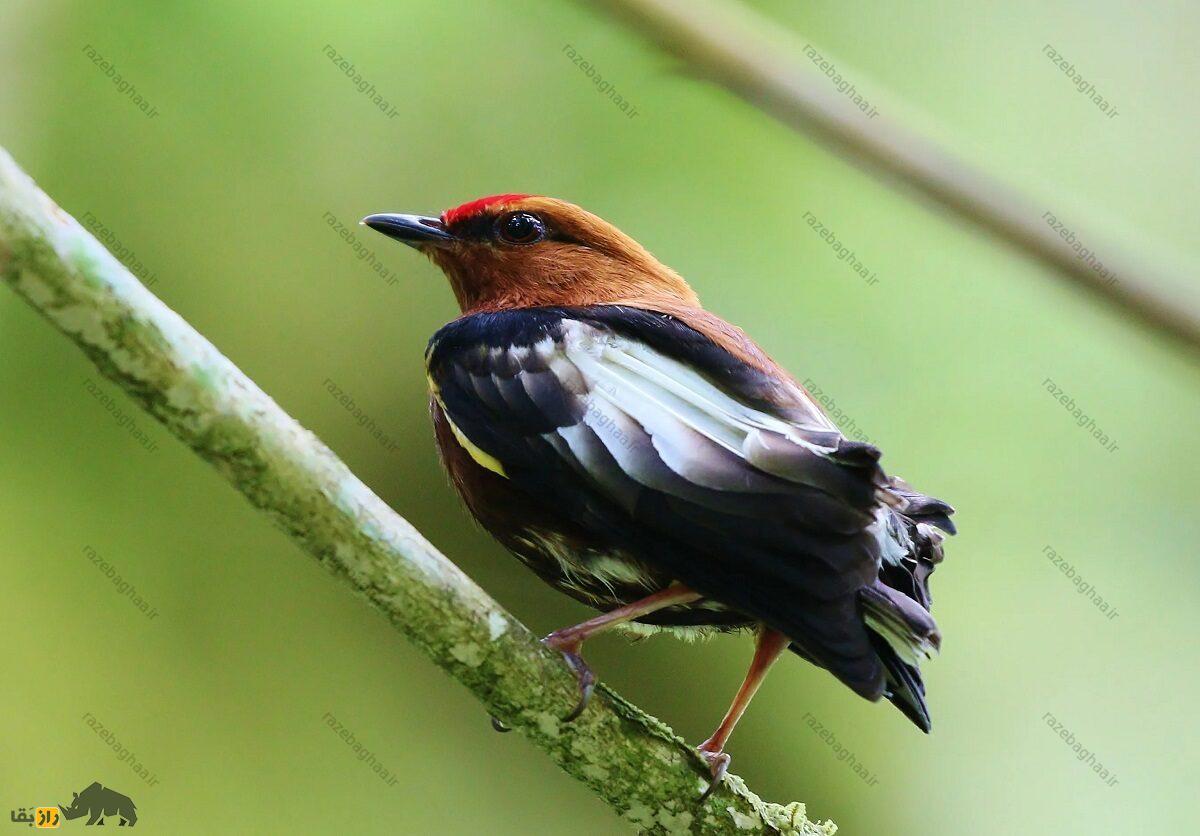 رنگینک بال چماقی؛ پرنده‌ای که بال‌هایش شبیه چماق است و با آن‌ها ویولن می‌نوازد