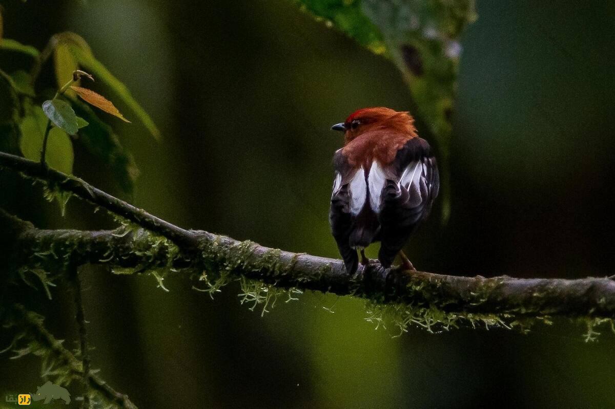 رنگینک بال چماقی؛ پرنده‌ای که بال‌هایش شبیه چماق است و با آن‌ها ویولن می‌نوازد