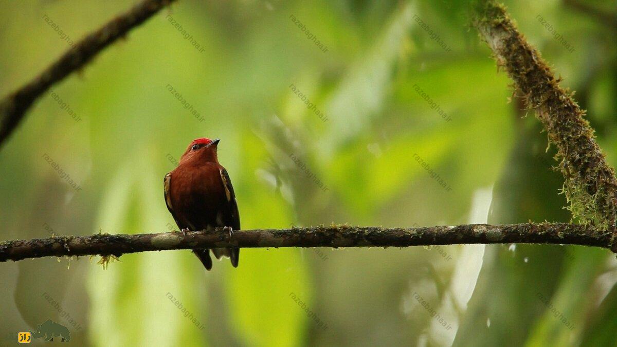 رنگینک بال چماقی؛ پرنده‌ای که بال‌هایش شبیه چماق است و با آن‌ها ویولن می‌نوازد