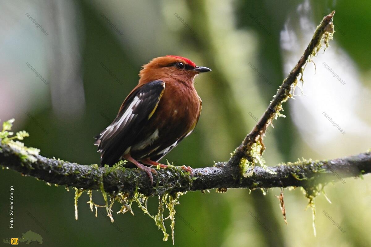 رنگینک بال چماقی؛ پرنده‌ای که بال‌هایش شبیه چماق است و با آن‌ها ویولن می‌نوازد