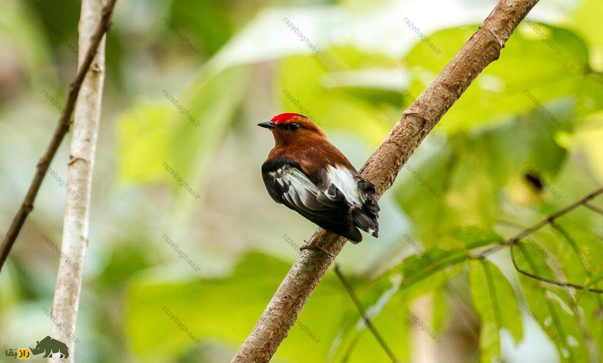 رنگینک بال چماقی روی شاخه درخت