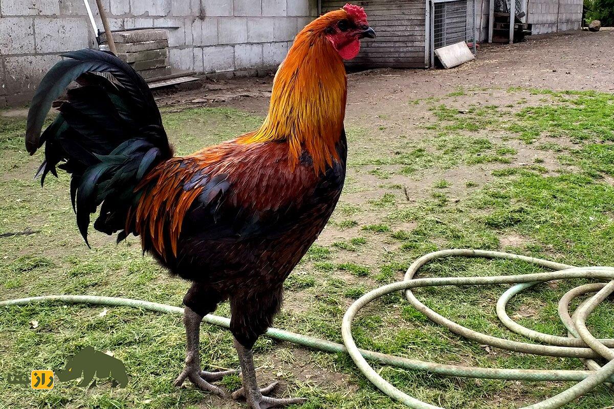 خروس جنگی آمریکایی