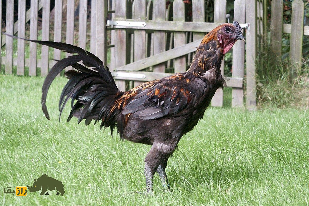 خروس جنگی آمریکایی