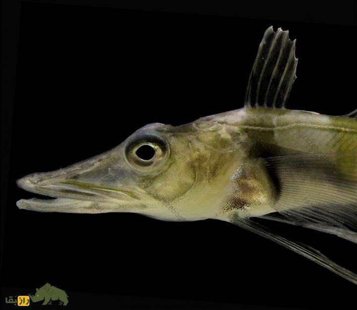 ماهی یخی گرینلند؛ نوعی ماهی که خون‌اش بی‌رنگ است و شباهت عجیبی به «شبح» دارد