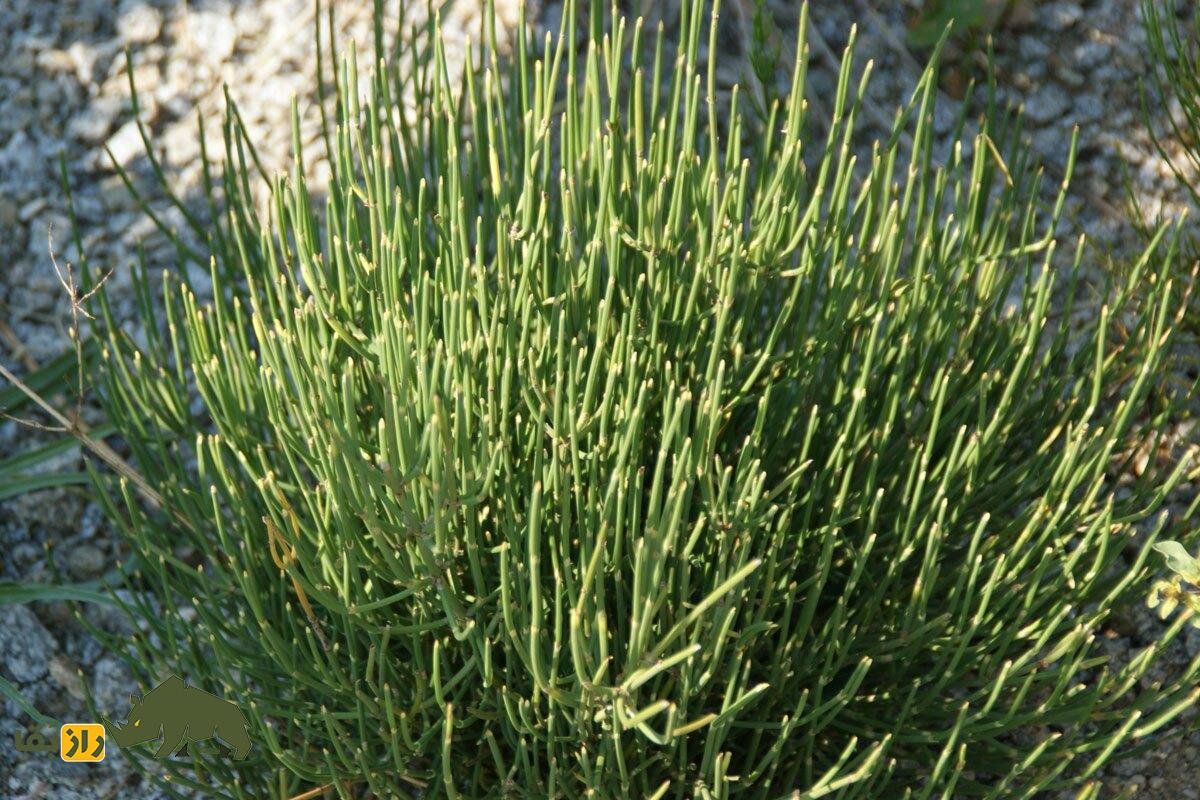 گیاه ریش بُز یا هوم