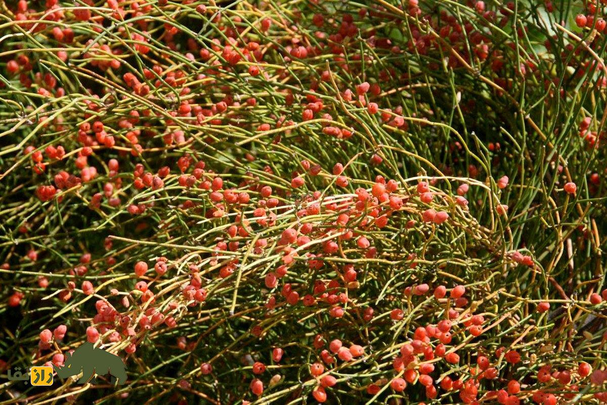 گیاه ریش بُز یا هوم یا گل های قرمز