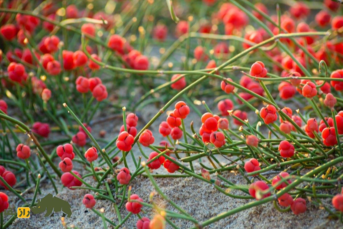 گیاه ریش بُز یا هوم