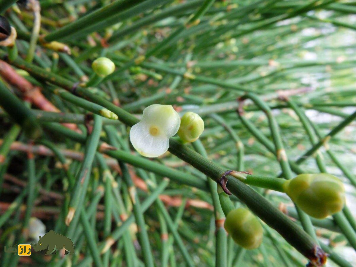 گیاه ریش بُز یا هوم یا گل سفید