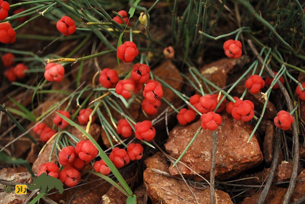 گیاه ریش بُز یا هوم؛ گیاهی مقدس و توهم‌زا که ایرانیان باستان آن را می‌پرستیدند