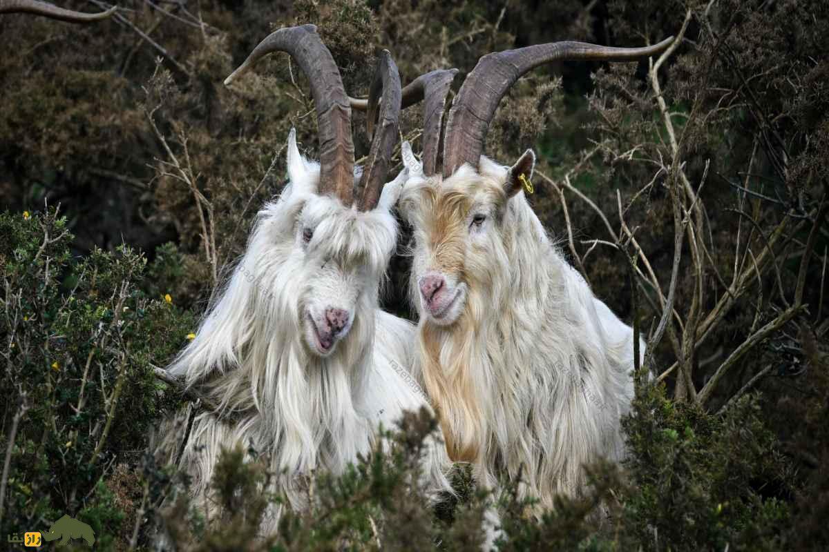 بز‌های قزل افغانستان؛ بز‌هایی با مرغوب‌ترین پشم جهان که آمریکا ۶ میلیون دلار بر روی آن‌ها سرمایه گذاری کرد