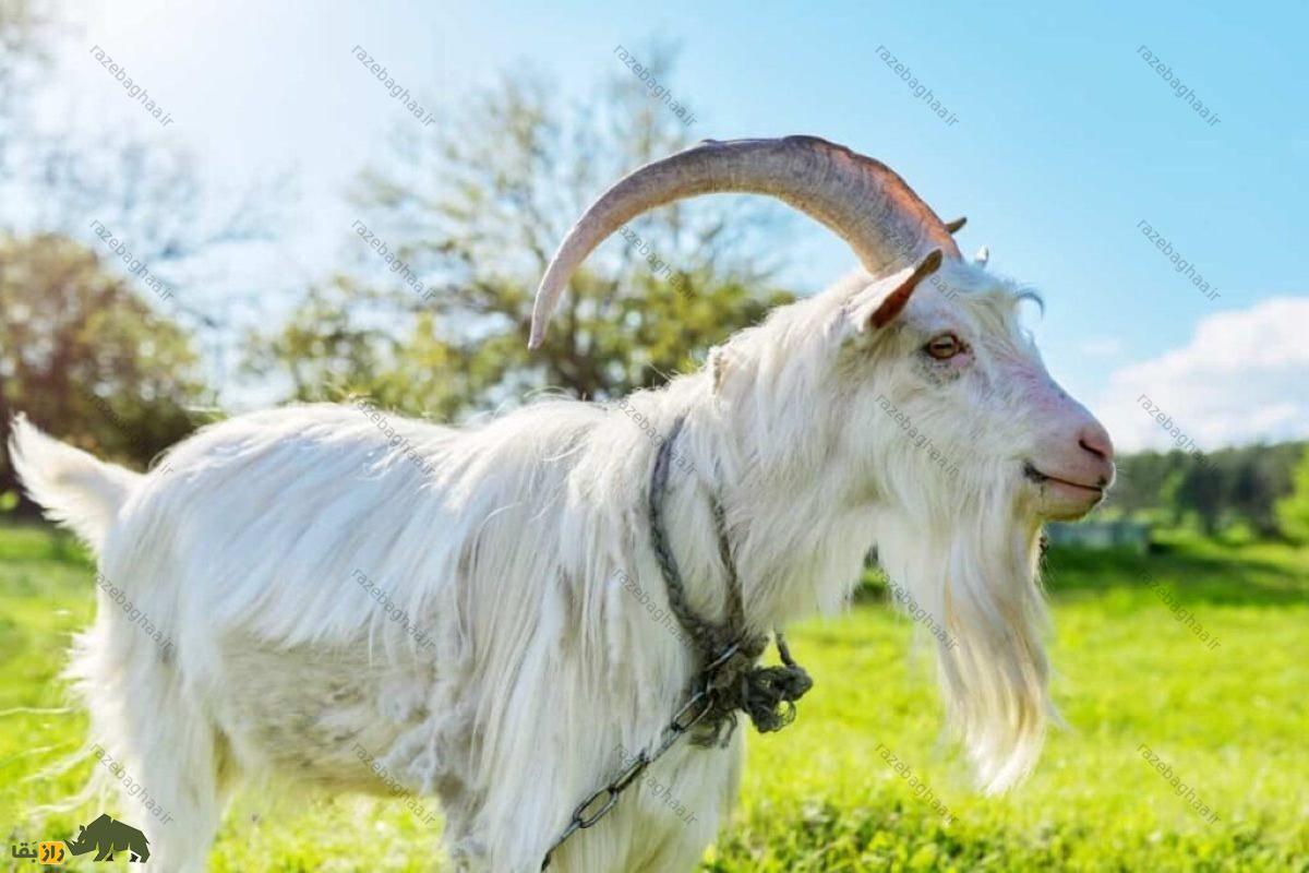 بز‌های قزل افغانستان؛ بز‌هایی با مرغوب‌ترین پشم جهان که آمریکا ۶ میلیون دلار بر روی آن‌ها سرمایه گذاری کرد