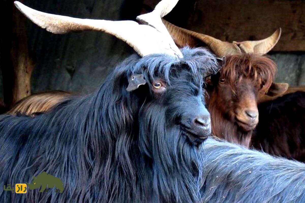 بز‌ قزل افغانستان