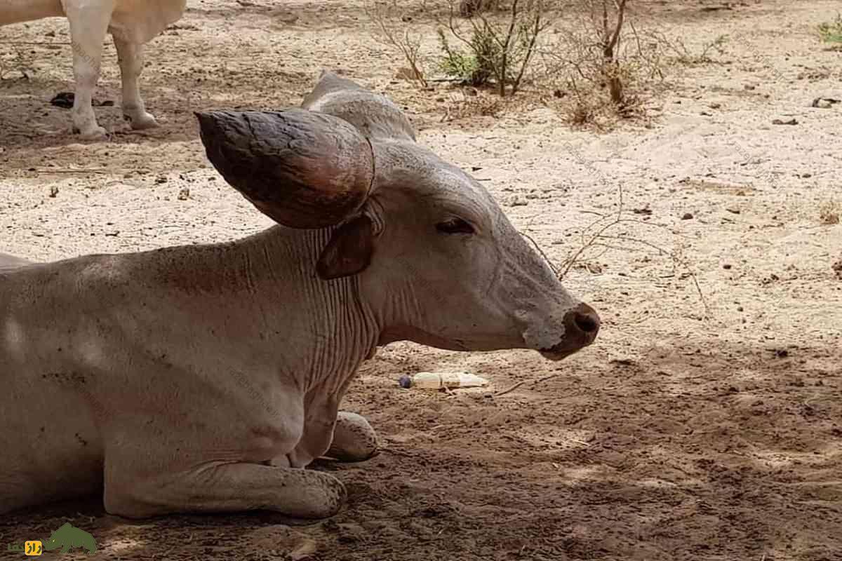 گاو کوری؛ گاوی با شاخهایی شبیه میوه کاج که به عنوان یک سیستم خنککننده طبیعی عمل میکنند! گاو کوری؛ گاوی با شاخهایی شبیه میوه کاج که به عنوان یک سیستم خنککننده طبیعی عمل میکنند!