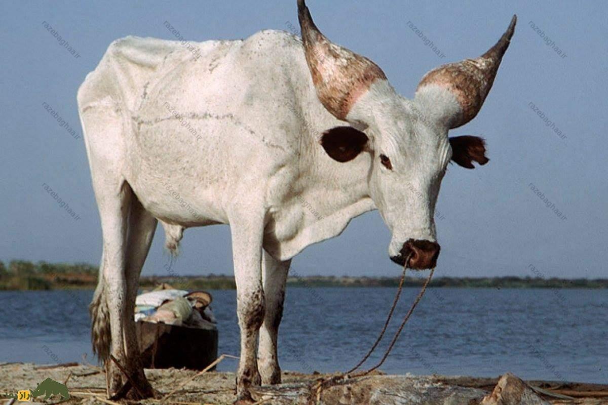 گاو کوری؛ گاوی با شاخهایی شبیه میوه کاج که به عنوان یک سیستم خنککننده طبیعی عمل میکنند! گاو کوری؛ گاوی با شاخهایی شبیه میوه کاج که به عنوان یک سیستم خنککننده طبیعی عمل میکنند!