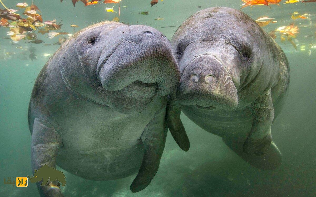 گاو دریایی: مهربانترین و بیآزارترین موجود روی زمین که با پری دریایی اشتباه گرفته میشوند گاو دریایی: مهربانترین و بیآزارترین موجود روی زمین که با پری دریایی اشتباه گرفته میشوند