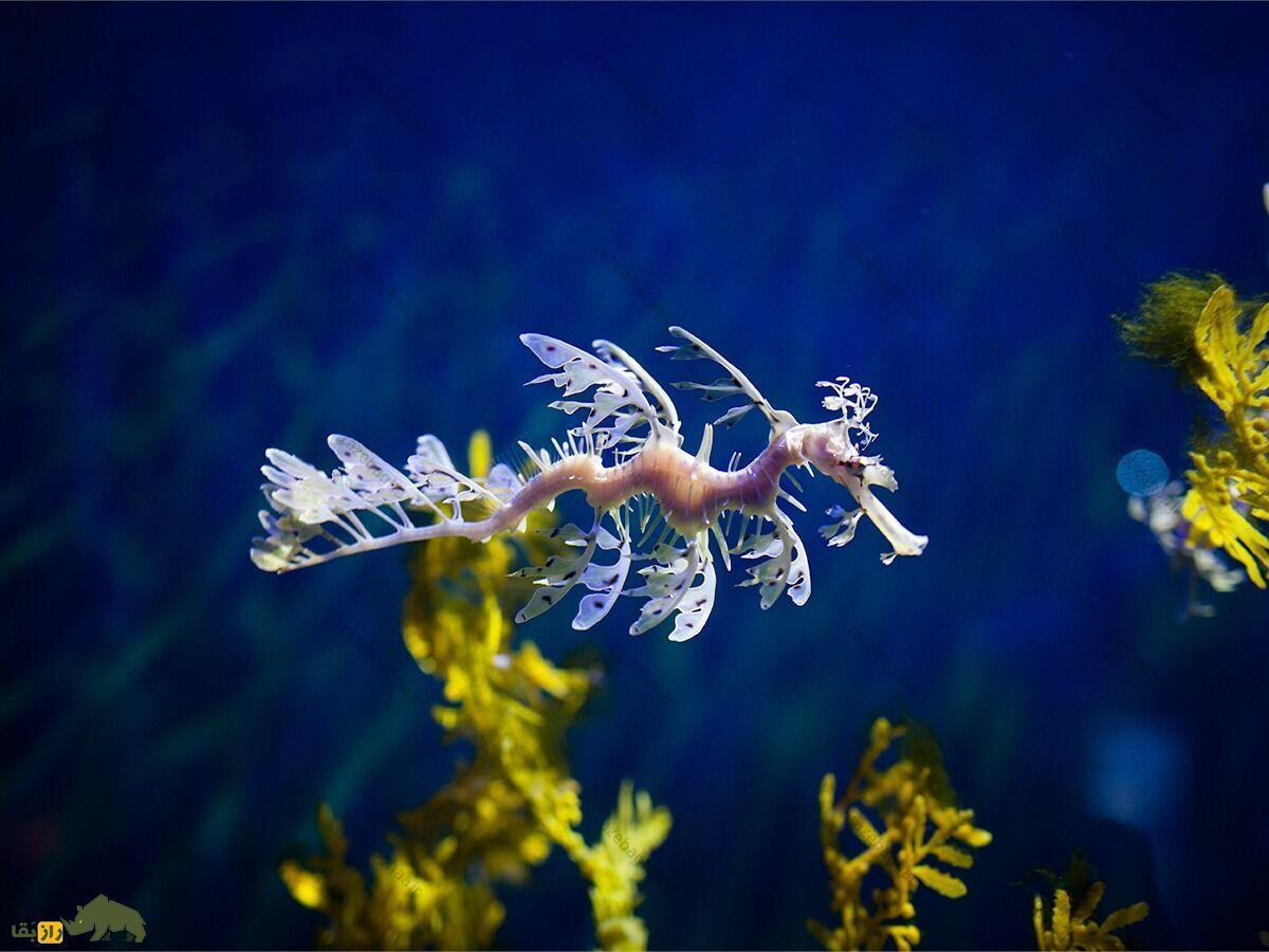 اژدهای دریایی برگدار؛ نوعی ماهی که معده و فلس ندارد و کاملا شبیه گیاه است اژدهای دریایی برگدار؛ نوعی ماهی که معده و فلس ندارد و کاملا شبیه گیاه است