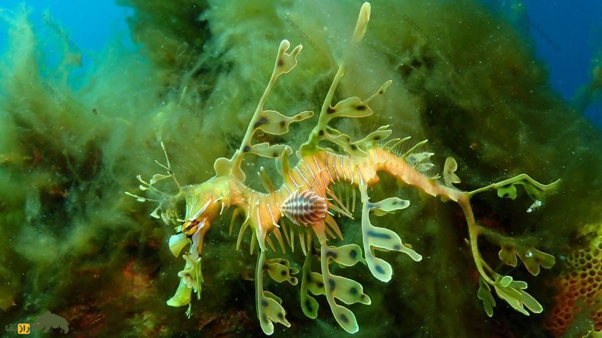 اژدهای دریایی برگدار؛ نوعی ماهی که معده و فلس ندارد و کاملا شبیه گیاه است اژدهای دریایی برگدار؛ نوعی ماهی که معده و فلس ندارد و کاملا شبیه گیاه است