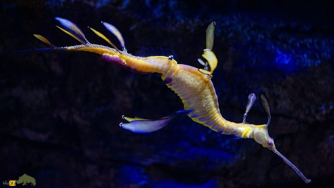 اژدهای دریایی برگدار؛ نوعی ماهی که معده و فلس ندارد و کاملا شبیه گیاه است اژدهای دریایی برگدار