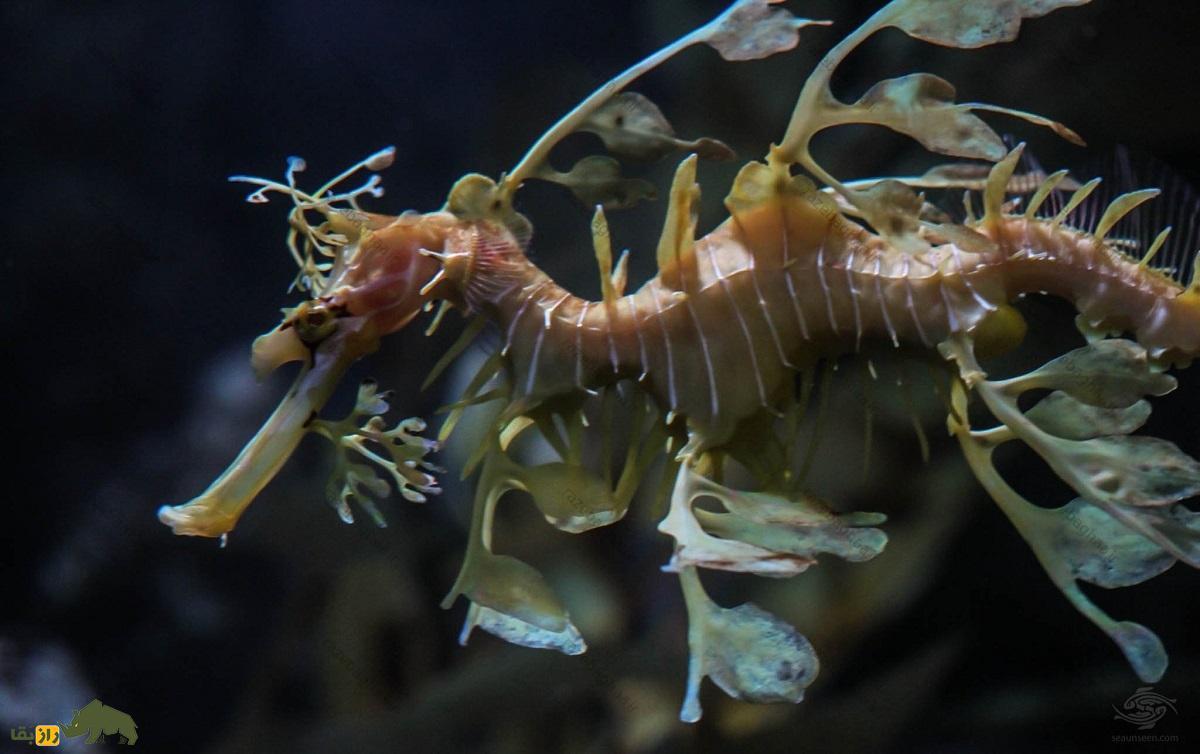 اژدهای دریایی برگدار؛ نوعی ماهی که معده و فلس ندارد و کاملا شبیه گیاه است اژدهای دریایی برگدار