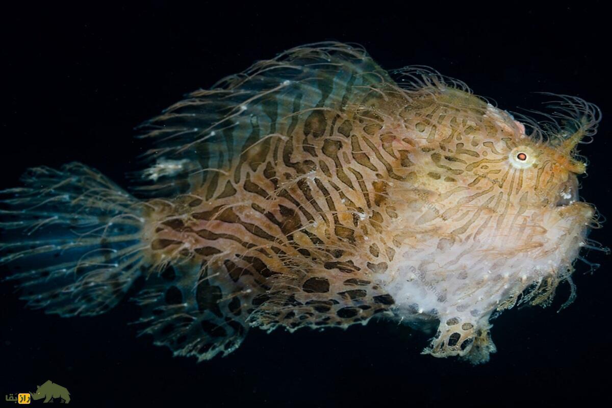 قورباغه ماهی مخطط؛ ماهی شگفت‌انگیزی که سریع‌ترین و فریبکارترین شکارچی اقیانوس است