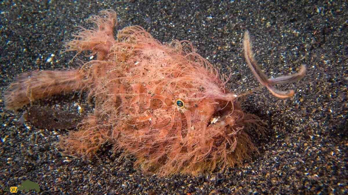 قورباغه ماهی مخطط؛ ماهی شگفت‌انگیزی که سریع‌ترین و فریبکارترین شکارچی اقیانوس است