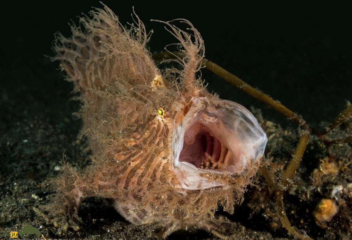 قورباغه ماهی مخطط؛ ماهی شگفت‌انگیزی که سریع‌ترین و فریبکارترین شکارچی اقیانوس است