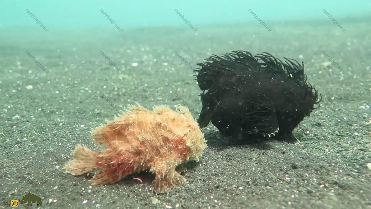 قورباغه ماهی مخطط؛ ماهی شگفت‌انگیزی که سریع‌ترین و فریبکارترین شکارچی اقیانوس است