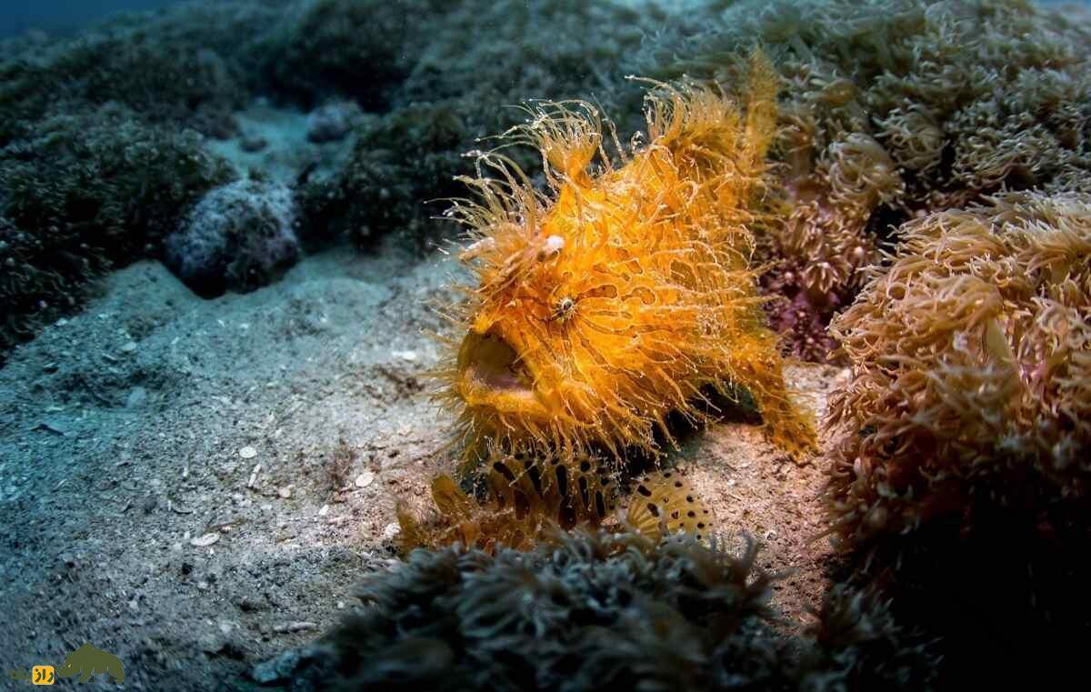 قورباغه ماهی مخطط؛ ماهی شگفت‌انگیزی که سریع‌ترین و فریبکارترین شکارچی اقیانوس است