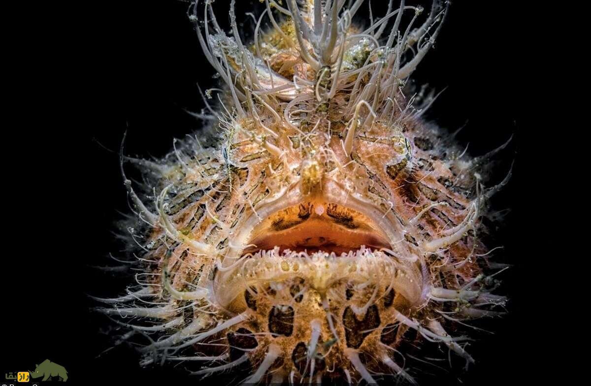 قورباغه ماهی مخطط