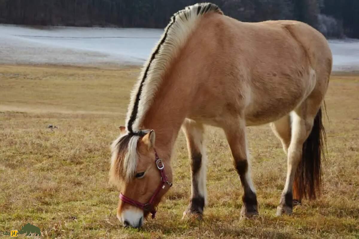 اسب فجورد نروژی، نماد استقامت و قدرت در برابر طبیعت