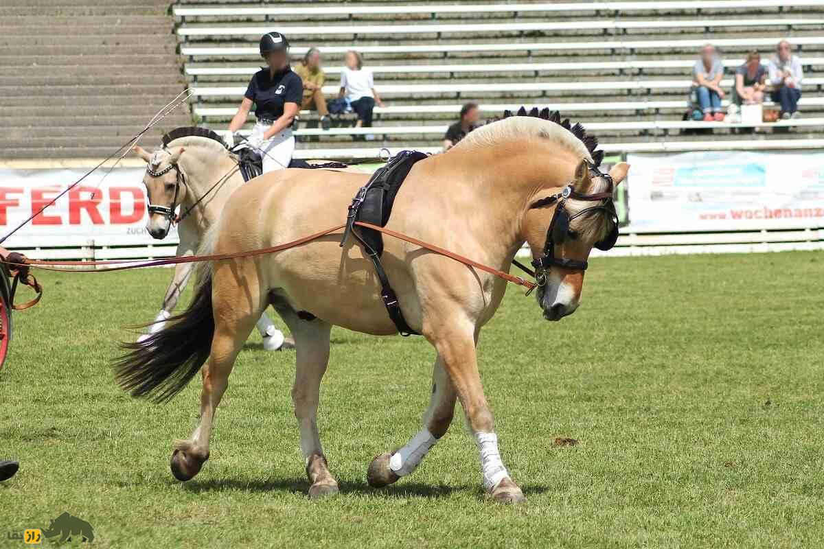 اسب فجورد نروژی، نماد استقامت و قدرت در برابر طبیعت