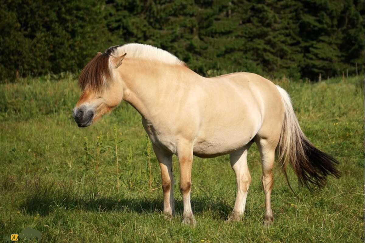 اسب فجورد نروژی، نماد استقامت و قدرت در برابر طبیعت