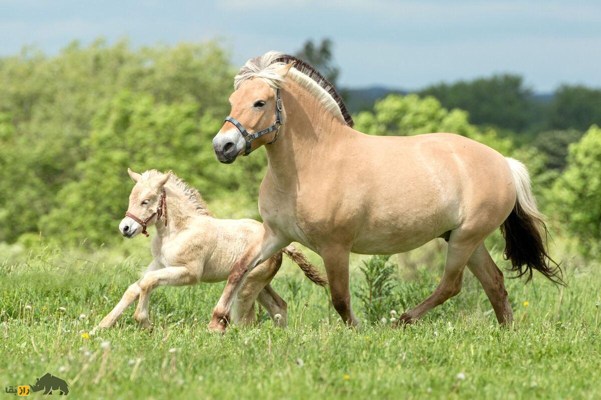 اسب فجورد نروژی، نماد استقامت و قدرت در برابر طبیعت