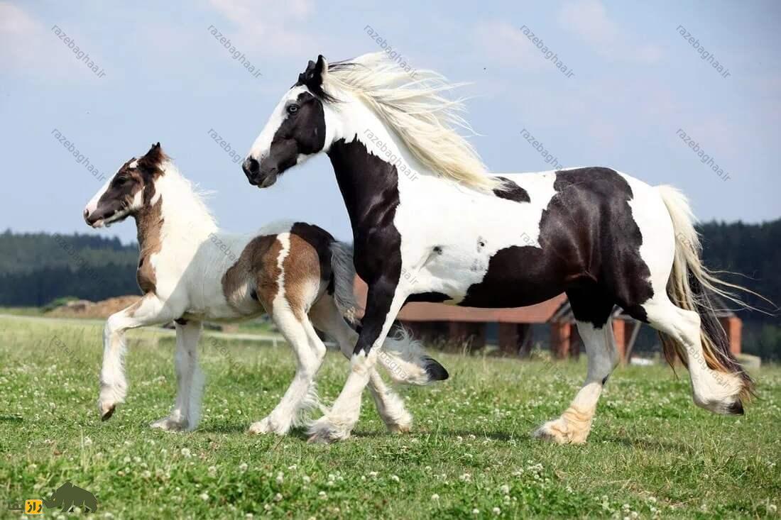 «جیپسی ونر» یا اسب کولی؛ اسب بسیار زیبای کولیها که شلوار «بوت کات» میپوشد «جیپسی ونر» یا اسب کولی؛ اسب بسیار زیبای کولیها که شلوار «بوت کات» میپوشد
