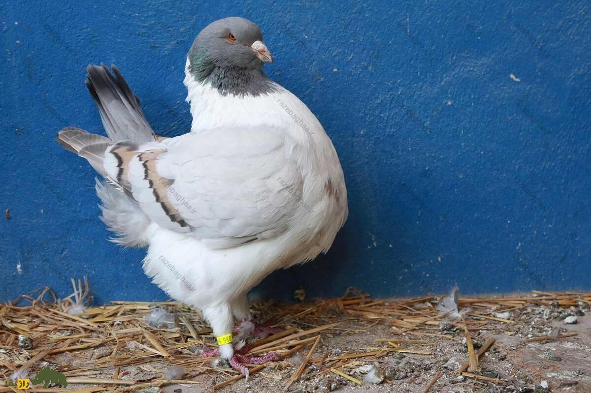 کبوتر موندین؛ کبوتر فرانسوی یک کیلویی که گوشت بسیار لذیذی دارد