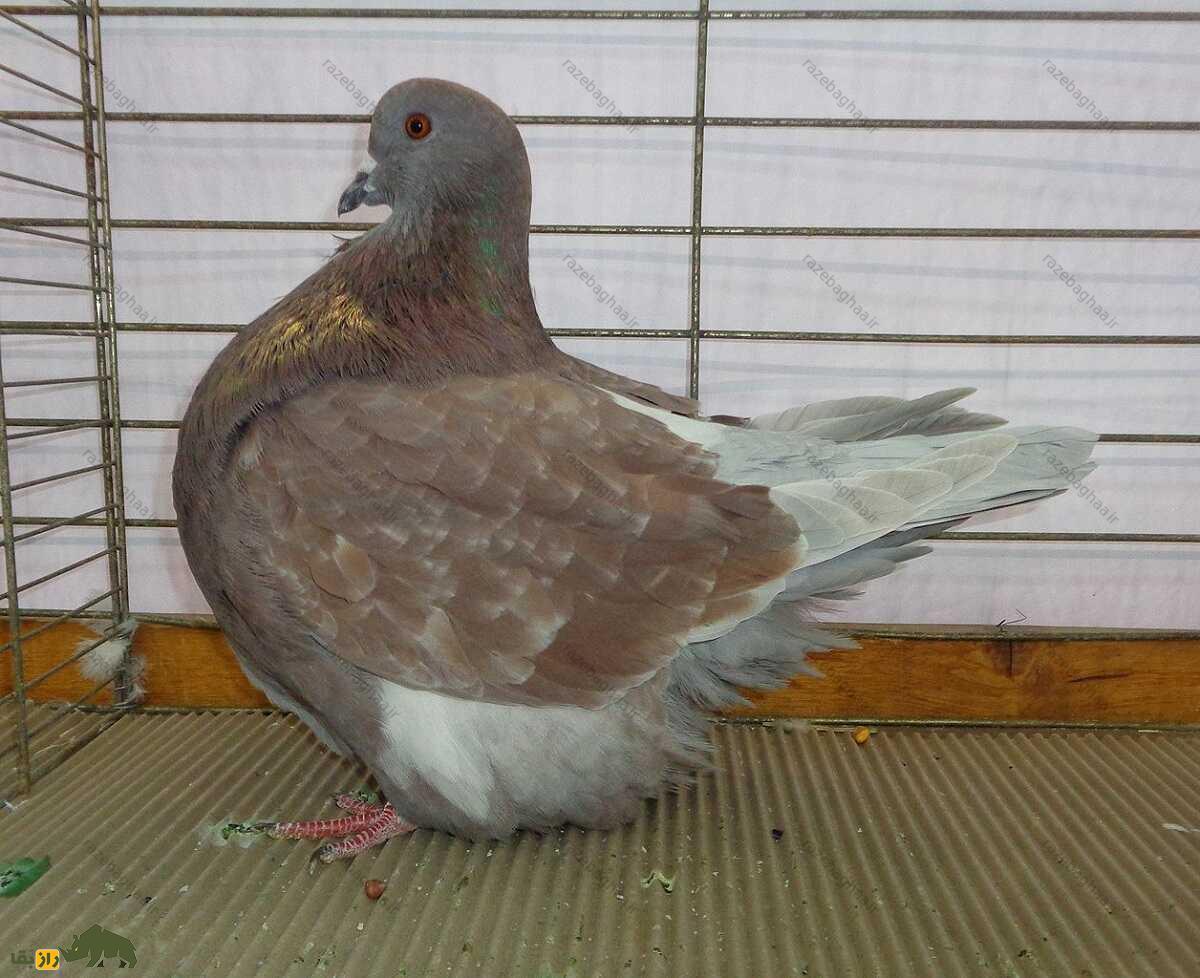 کبوتر موندین؛ کبوتر فرانسوی یک کیلویی که گوشت بسیار لذیذی دارد