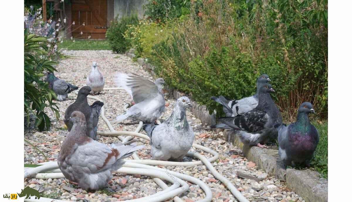 کبوتر موندین؛ کبوتر فرانسوی یک کیلویی که گوشت بسیار لذیذی دارد